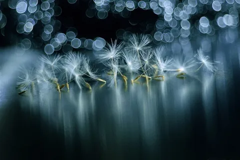 唯美蒲公英花瓣特写鲜花图片