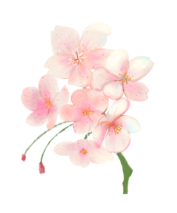 春天浪漫粉红色樱花手绘樱花梅花桃花花朵图片PNG免扣素材