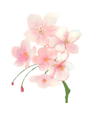 春天浪漫粉红色樱花手绘樱花梅花桃花花朵图片PNG免扣素材