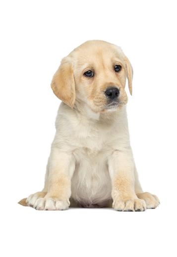拉布拉多犬 PNG免抠(357x520)