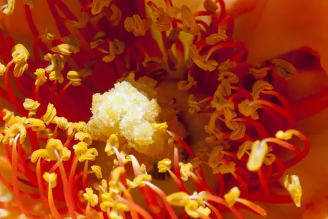 花蕊特写图片 花蕊特写图片