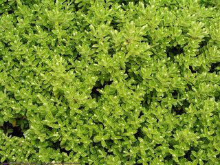 绿色树叶素材图片下载