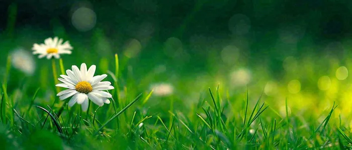 夏至夏天向阳菊花草地立夏小暑摄影图(1680x720)