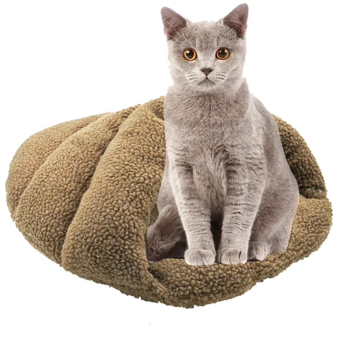 坐立猫咪猫窝