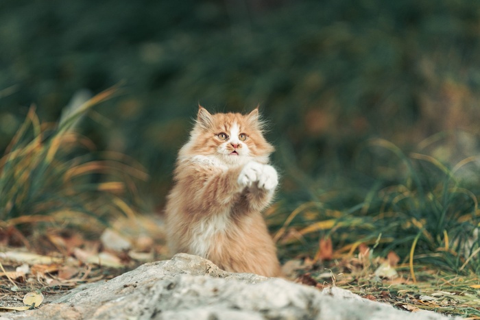 可爱猫咪猫猫摄影素材