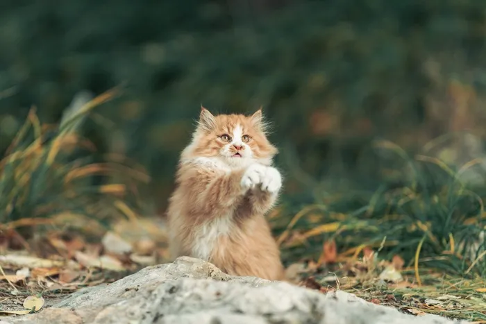 可爱猫咪猫猫摄影素材