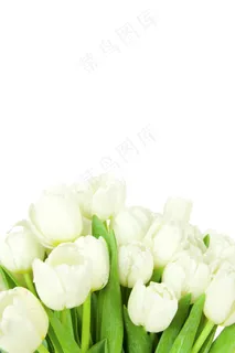 白色郁金香图片素材