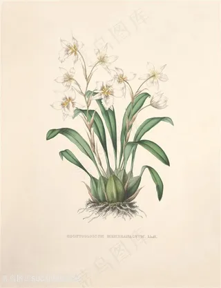 高清兰花复古装饰画