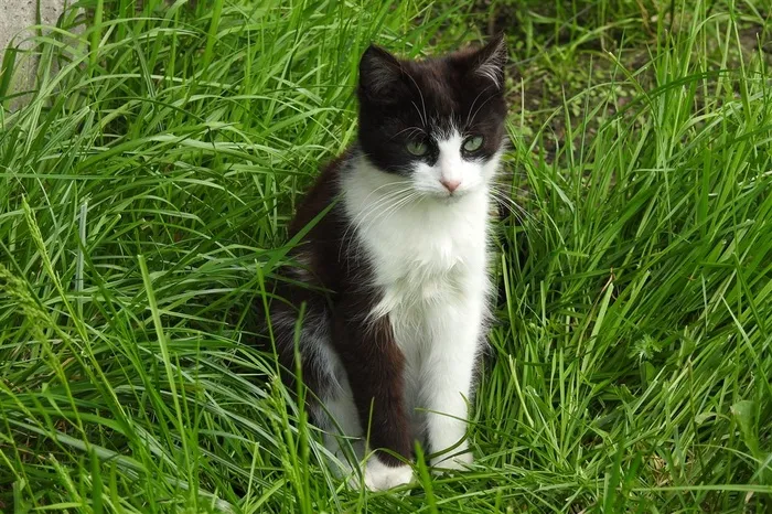 凝望着某处的猫咪