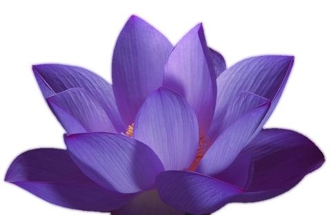 莲花 PNG免抠(480x311)