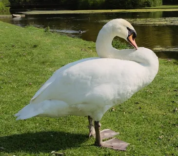 一只白色的野鹅