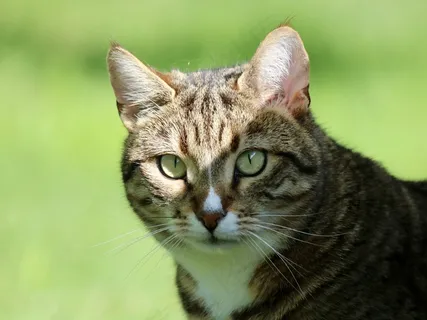 虎斑小猫图片 虎斑小猫图片