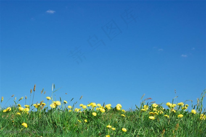 花卉物语-蓝天黄色的菊花