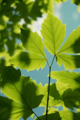 阳光树叶透光图