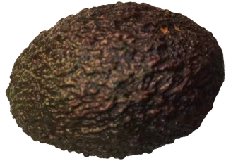 橄榄型小果牛油果鲜果鳄梨免抠实物实拍摄影元素素材