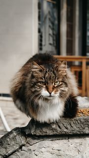 可爱猫咪猫猫摄影素材 可爱猫咪猫猫摄影素材
