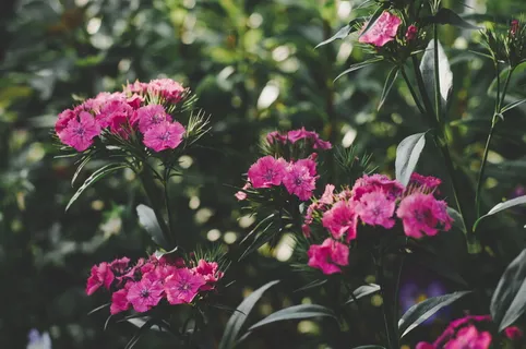 夹竹桃花的图片 夹竹桃花的图片