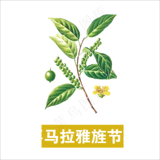 手绘草本中药药材马拉雅旌节