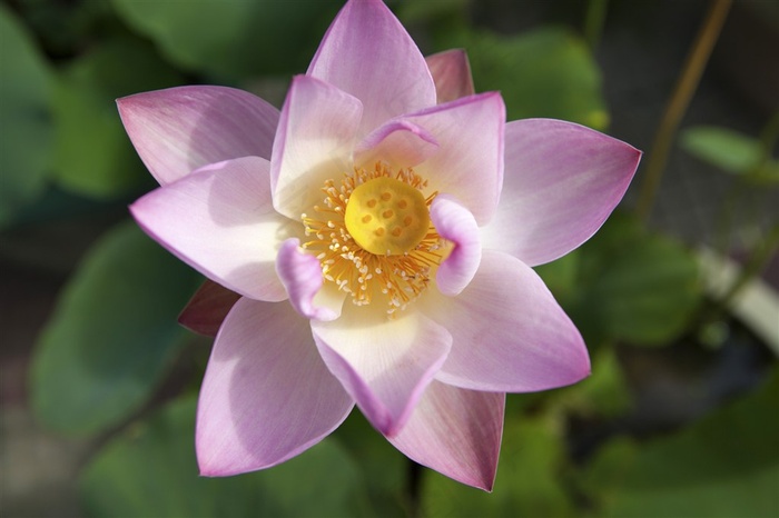 盛开的芙蓉花