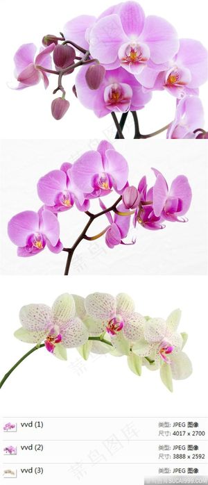 蝴蝶兰高清素材