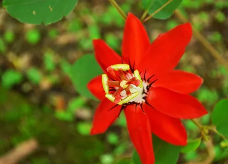 红色花朵花蕊特写图片 红色花朵花蕊特写图片