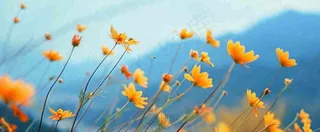 简约橙色小花鲜花，蓝色天空山脉虚幻意境摄影图