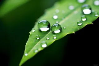 绿色清新水滴绿叶背景图