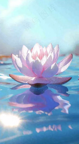 夏日光照莲花蓝色阳光温馨水面，夏至小暑大暑