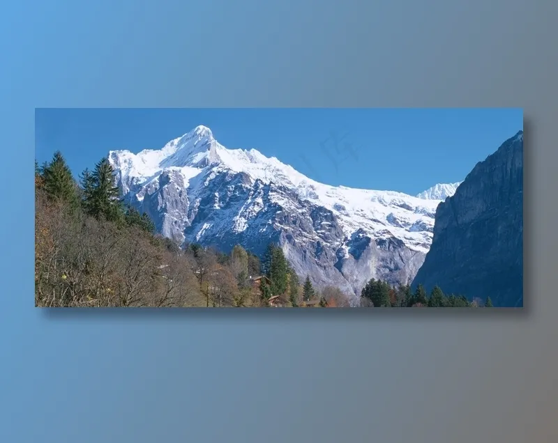 蓝天下雪山前的树林