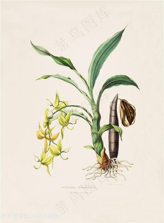 手绘高清兰花复古插画