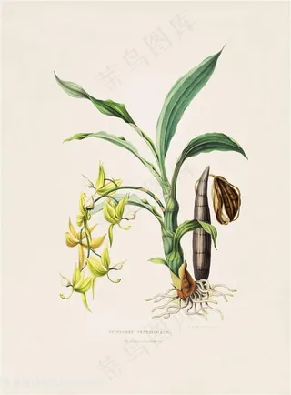 手绘高清兰花复古插画