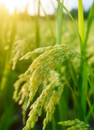 小麦麦穗稻穗摄影图素材背景