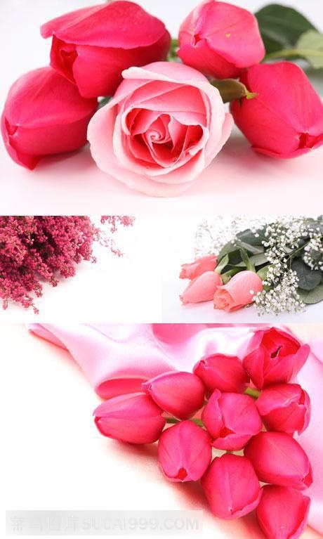 高清图片-鲜花礼品花朵高清图片广告素材合集