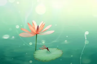 清新风格荷花花瓣简约背景