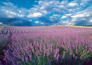 沈阳薰衣草图片下载