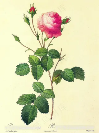 复古玫瑰花花卉插画