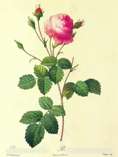 复古玫瑰花花卉插画 复古玫瑰花花卉插画