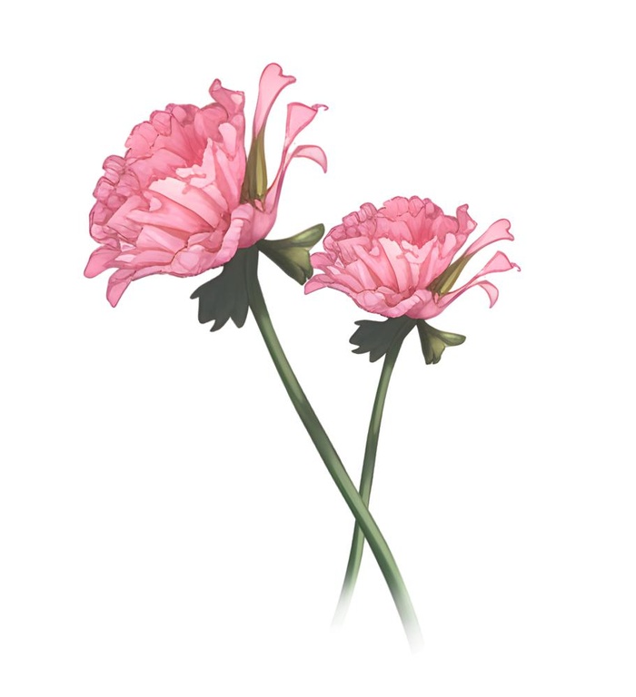 母亲节康乃馨花免抠(2048x2248)