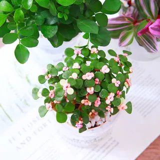 绿色小清新花骨朵儿唯美摄影