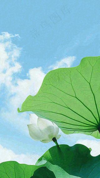 夏日荷叶绿色样式天空蓝天阳光清新白云，夏至小暑大暑处暑摄影图