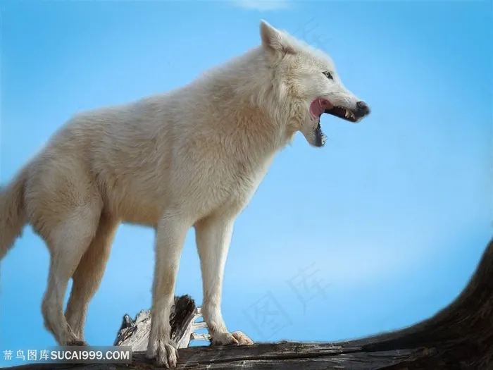 发信号的白狼图片