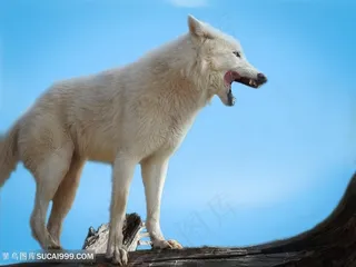 发信号的白狼图片