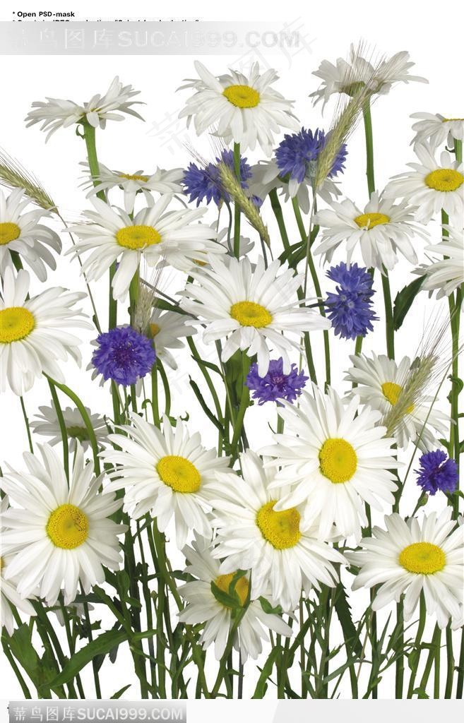 花语系类-密集的菊花