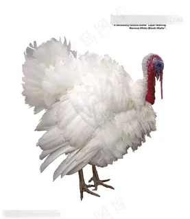 家禽家畜-张开翅膀的鸡 家禽家畜-张开翅膀的鸡