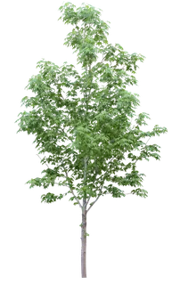 高清树木素材 免抠PSD植物素材 美术绘画园林贴图 树草灌木花草