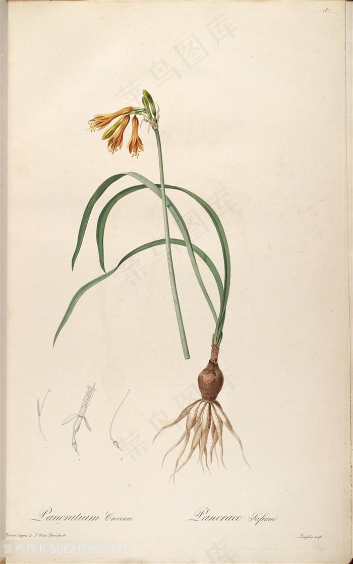 高清原版雷杜德高清花草图谱装饰画