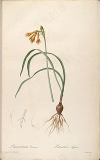 高清原版雷杜德高清花草图谱装饰画