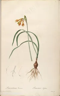 高清原版雷杜德高清花草图谱装饰画 高清原版雷杜德高清花草图谱装饰画