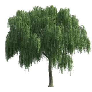 树木树枝树叶免扣素材