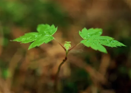 森林风景景观图片素材 森林风景景观图片素材